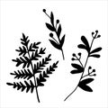 Vector drawing in the style of doodle. herbs. simple black and white drawing of grass silhouette. fern, berries. isolated on white